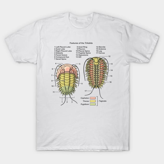 Trilobite Morphology Diagram T-Shirt by taylorcustom